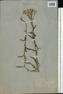 Achillea ptarmica subsp. ptarmica, Восточная Европа, Московская область и Москва (E4a) (Россия)