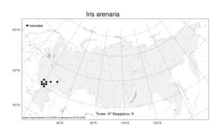 Iris arenaria, Ирис песчаный Waldst. & Kit., Атлас флоры России (FLORUS) (Россия)