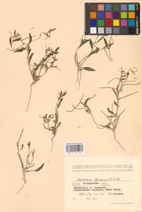 Стригозелла африканская (L.) Botsch., Восточная Европа, Нижневолжский район (E9) (Россия)