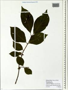 Сирень венгерская J.Jacq. ex Rchb.f., Восточная Европа, Московская область и Москва (E4a) (Россия)