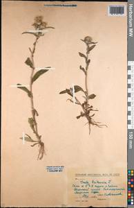 Pentanema britannicum (L.) D.Gut.Larr., Santos-Vicente, Anderb., E.Rico & M.M.Mart.Ort., Средняя Азия и Казахстан, Северный и Центральный Казахстан (M10) (Казахстан)