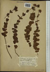Hypericum caprifolium Boiss., Западная Европа (EUR) (Испания)