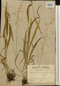 Бор развесистый L., Восточная Европа, Волжско-Камский район (E7) (Россия)