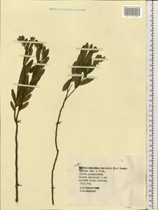 Хамедафна обыкновенная, Болотный мирт (L.) Moench, Восточная Европа, Белоруссия (E3a) (Белоруссия)