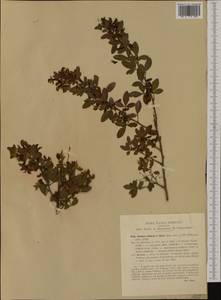 Cytisus villosus Pourr., Западная Европа (EUR) (Италия)