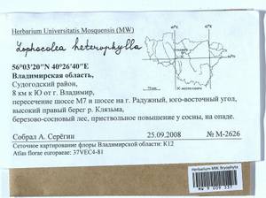 Lophocolea heterophylla (Schrad.) Dumort., Гербарий мохообразных, Мхи - Центральное Нечерноземье (B6) (Россия)
