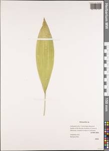 Peliosanthes, Зарубежная Азия (ASIA) (Россия)