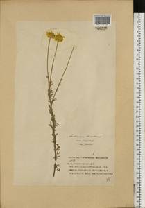 Cota tinctoria subsp. tinctoria, Восточная Европа, Центральный лесной район (E5) (Россия)