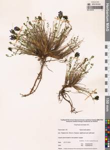 Остролодочник северный DC., Сибирь, Чукотка и Камчатка (S7) (Россия)