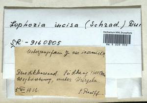 Schistochilopsis incisa (Schrad.) Konstant., Гербарий мохообразных, Мхи - Западная Европа (BEu) (Германия)