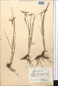 Ирис короткотрубчатый (Maxim.) Doronkin, Средняя Азия и Казахстан, Западный Тянь-Шань и Каратау (M3) (Киргизия)