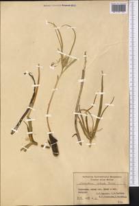 Colchicum robustum (Bunge) Stef., Средняя Азия и Казахстан, Сырдарьинские пустыни и Кызылкумы (M7) (Узбекистан)