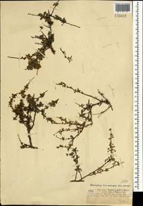 Спирея зверобоелистная, Таволга зверобоелистная L., Монголия (MONG) (Монголия)