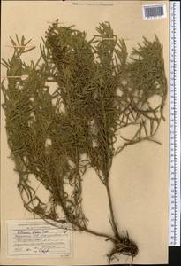 Полынь сизая Pall. ex Willd., Средняя Азия и Казахстан, Северный и Центральный Казахстан (M10) (Казахстан)