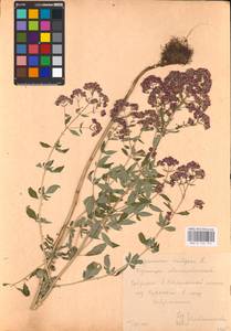 MHA 0 156 774, Душица обыкновенная L., Восточная Европа, Центральный лесостепной район (E6) (Россия)