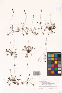 Росянка круглолистная L., Восточная Европа, Северный район (E1) (Россия)