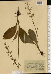 Любка зеленоцветковая (Custer) Rchb., Восточная Европа, Западно-Украинский район (E13) (Украина)