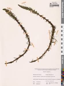 Хвостник обыкновенный, Водяная сосенка L., Сибирь, Чукотка и Камчатка (S7) (Россия)