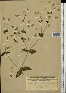 Dichodon davuricum (Fisch. ex Spreng.) Á. Löve & D. Löve, Восточная Европа, Северный район (E1) (Россия)
