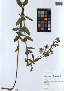 KUZ 018 143, Зверобой волосистый, Зверобой жестковолосый L., Сибирь, Алтай и Саяны (S2) (Россия)