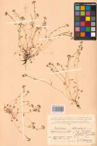 Ложечница гренладская L., Восточная Европа, Северный район (E1) (Россия)