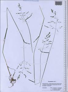 Мятлик луговой L., Сибирь, Дальний Восток (S6) (Россия)