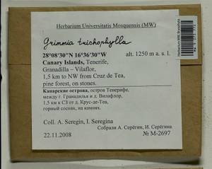 Grimmia trichophylla Grev., Гербарий мохообразных, Мхи - Макаронезия (BMc) (Испания)
