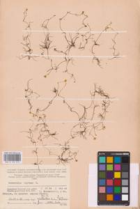 Лютик распростертый, Лютик стелющийся L., Восточная Европа, Северный район (E1) (Россия)