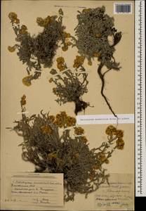 Helichrysum aurantiacum Boiss. & A. Huet, Кавказ, Азербайджан (K6) (Азербайджан)