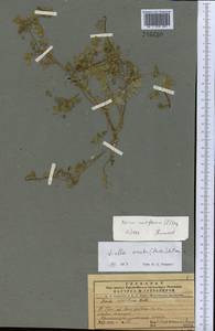 Helosciadium nodiflorum subsp. nodiflorum, Средняя Азия и Казахстан, Сырдарьинские пустыни и Кызылкумы (M7) (Узбекистан)