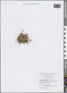 Фиппсия холодолюбивая (Sol.) R.Br., Сибирь, Центральная Сибирь (S3) (Россия)