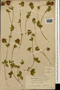 Клевер луговой L., Кавказ, Грузия (K4) (Грузия)