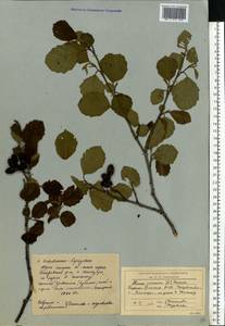 Ольха серая (L.) Moench, Восточная Европа, Северный район (E1) (Россия)