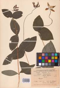 Ломонос цельнолистный L., Восточная Европа, Центральный лесостепной район (E6) (Россия)