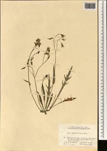 Ixeris chinensis subsp. versicolor (Fisch. ex Link) Kitam., Зарубежная Азия (ASIA) (КНР)