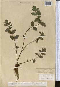 Helosciadium nodiflorum subsp. nodiflorum, Средняя Азия и Казахстан, Копетдаг, Бадхыз, Малый и Большой Балхан (M1) (Туркмения)