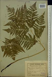 Pteridium aquilinum subsp. pinetorum (C. N. Page & R. R. Mill) J. A. Thomson, Восточная Европа, Московская область и Москва (E4a) (Россия)