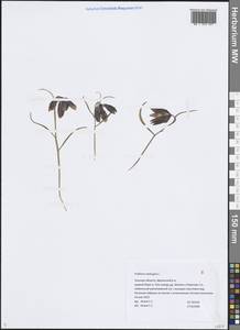 Рябчик шахматный L., Восточная Европа, Центральный район (E4) (Россия)