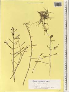 Suaeda asphaltica (Boiss.) Boiss., Зарубежная Азия (ASIA) (Израиль)