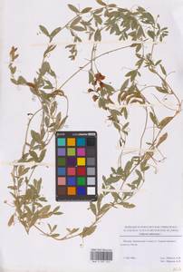 Чина клубненосная L., Восточная Европа, Московская область и Москва (E4a) (Россия)