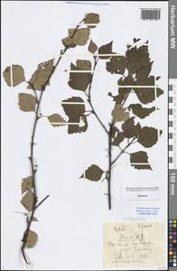 Betula pendula subsp. mandshurica (Regel) Ashburner & McAll., Сибирь, Прибайкалье и Забайкалье (S4) (Россия)