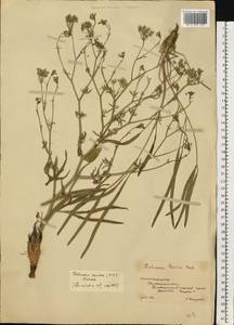 Резак обыкновенный Bernh., Восточная Европа, Нижневолжский район (E9) (Россия)