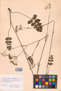 Бедренец камнеломковый, Бедренец-камнеломка L., Восточная Европа, Северо-Западный район (E2) (Россия)