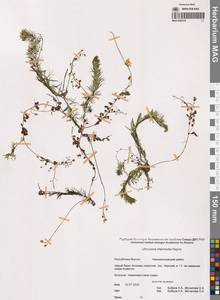 Пузырчатка средняя  Hayne, Сибирь, Якутия (S5) (Россия)