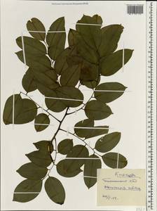 Pterocarpus indicus Willd., Зарубежная Азия (ASIA) (Индия)