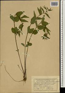 Ластовень низкорослый Decne., Зарубежная Азия (ASIA) (Афганистан)