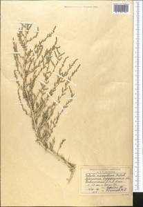 Nitrosalsola micranthera (Botsch.) Theodorova, Средняя Азия и Казахстан, Сырдарьинские пустыни и Кызылкумы (M7) (Узбекистан)