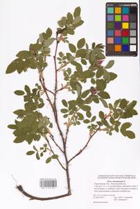 Шиповник майский Herrm., Восточная Европа, Нижневолжский район (E9) (Россия)