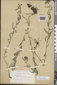Achillea ledebourii Heimerl, Сибирь, Западный (Казахстанский) Алтай (S2a) (Казахстан)