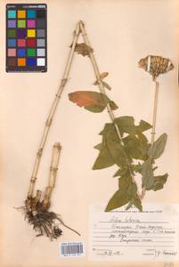 Смолевка халцедоновая, Зорька (L.) E.H.L.Krause, Восточная Европа, Восточный район (E10) (Россия)